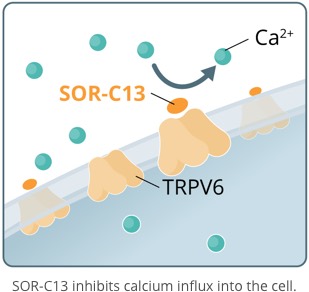 TRPV6 MOA SOR C-13