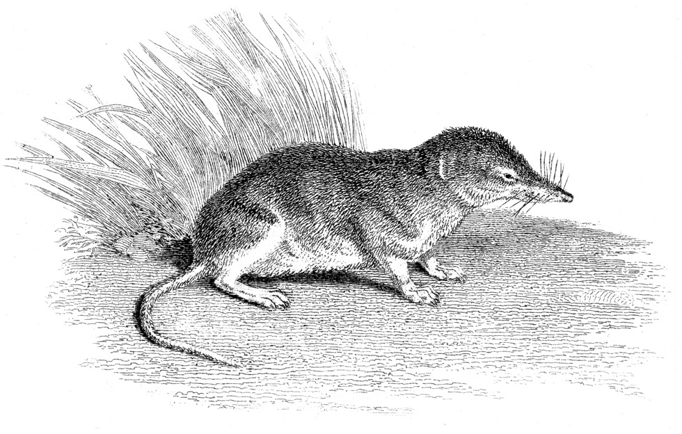 Shrew Image