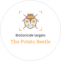 targeting the potato beetle